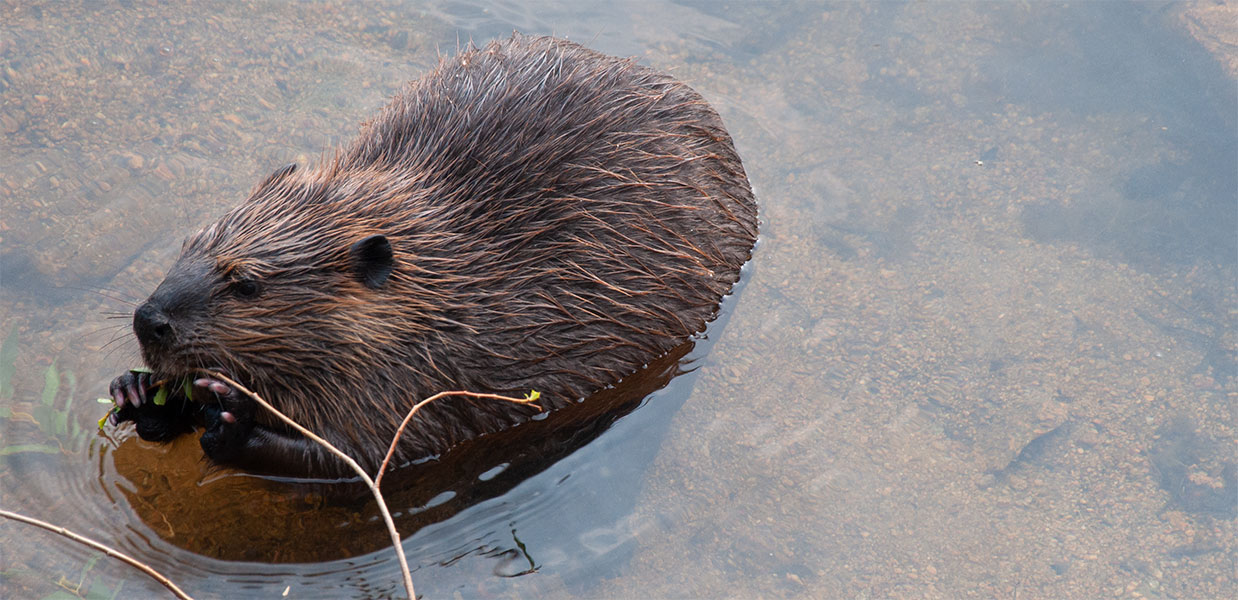 RMNP Beaver
